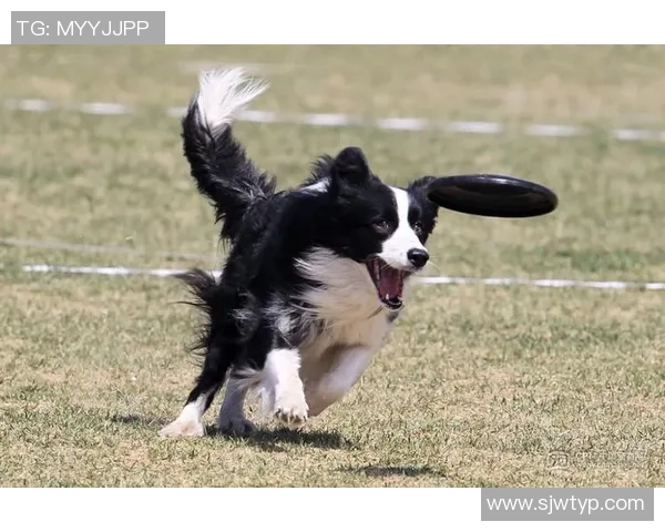 飞盘战术解析：北京飞盘队如何构建整体压制体系与战术优势